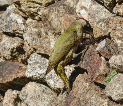 Green Woodpecker